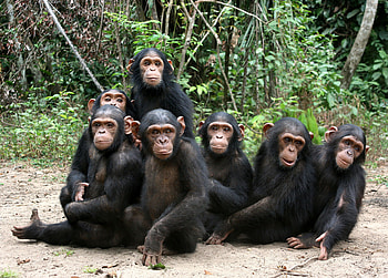 Chimpanzee close-up, Primate intelligence HD wallpaper
