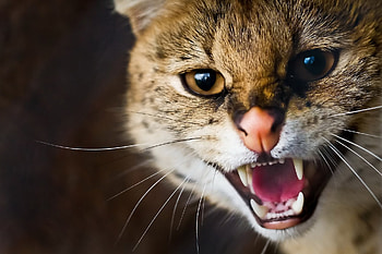 Animals, Cats HD wallpaper