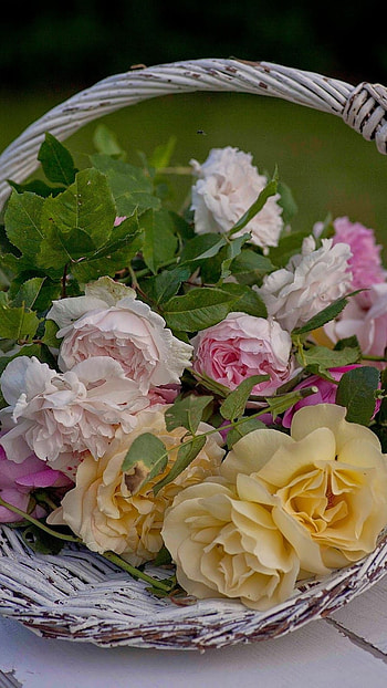 Colourful Roses, Flowers HD phone wallpaper