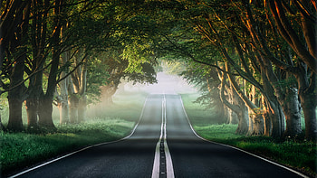 Misty forest, tree, road HD wallpaper