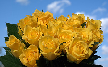 Flowers, Sky, Roses, Drops, Bouquet HD wallpaper