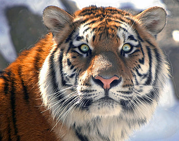 The face of the hunter, white, black, tiger, hunter, poer, striped, orange, close up, strength HD wallpaper