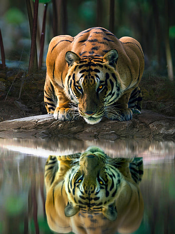 Reflection, Tigers HD phone wallpaper