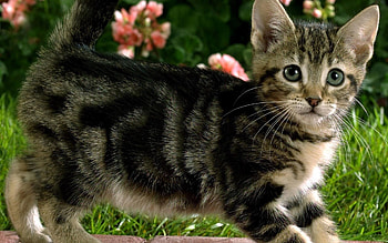 Kitten, Animals, Flowers, Grass, Kitty, Striped HD wallpaper
