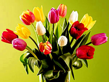 Mixed tulips, tulip, pink, bouquet, yellow, flower, red, nature HD wallpaper