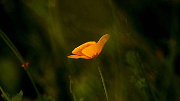 Flower, Macro, Petals, Stem, Stalk HD wallpaper
