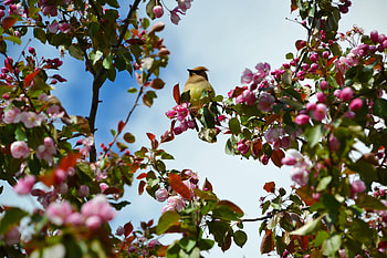 Animals, Flowers, Bird, Bloom, Flowering, Branch HD wallpaper