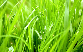Grass, Macro, Blur, Smooth, Greens, Season HD wallpaper