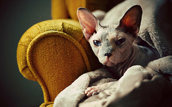 Sphynx Cat, High-quality , Stunning cat HD wallpaper