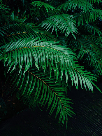 Nature, Plant, Palm, Branches HD phone wallpaper