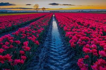 Tulips Plantation, nature, Plantation, Tulips, flower HD wallpaper