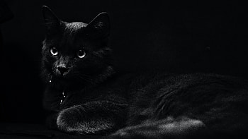 Dark Black Cat HD wallpaper