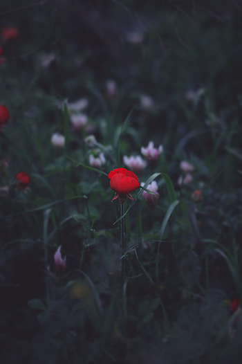 Flowers, Grass, Flower, Bud HD phone wallpaper