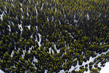 Trees, aerial view, forest, nature HD wallpaper