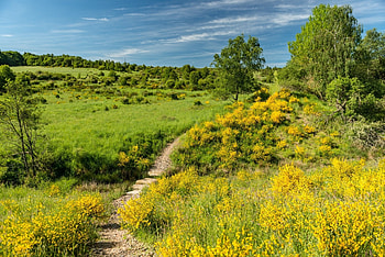 Grassland Eifel national park, Eifel national park HD wallpaper