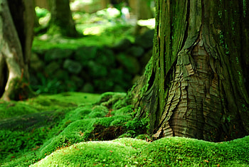 Nature, Summer, Macro, Greens, Moss, Bark HD wallpaper