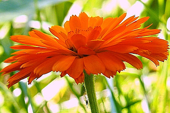 Orange Flower, beautiful, orange, , flower HD wallpaper