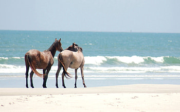 Animals, Horses, Sea, Sand, Shore, Bank, Stroll HD wallpaper