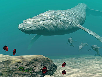 whale, dolphins, big blue, red fish HD wallpaper