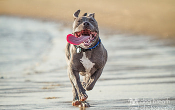 Dog, sweet, pay, dogs, puppies, cute, beautiful, beauty, playful, playful dog, puppy, dog face, pretty, animals, face, bubbles, lovely HD wallpaper