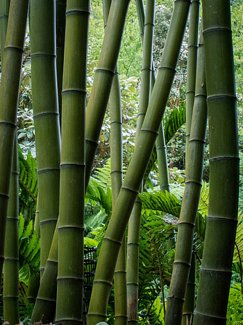 The Palm Center UK, Bamboo HD phone wallpaper