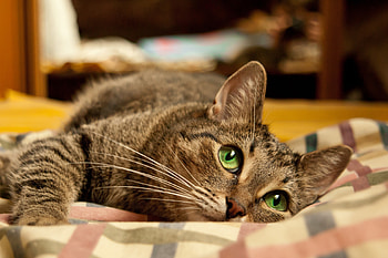 Animals, Cat, To Lie Down, Lie, Muzzle, Eyes, Playful HD wallpaper