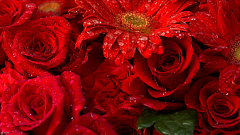 RED SPRING, roses, red, nature, water drops, spring HD wallpaper