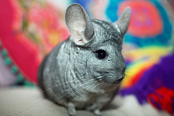 Chinchilla , Cute and fluffy, Playful rodent, Pet lovers HD wallpaper