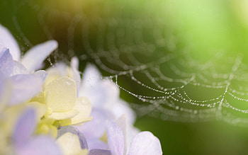 Flowers, Web, Drops, Macro HD wallpaper