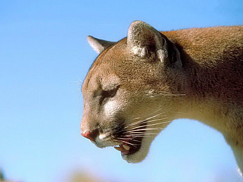 puma for Jasnas, puma, cat, nature, animals HD wallpaper