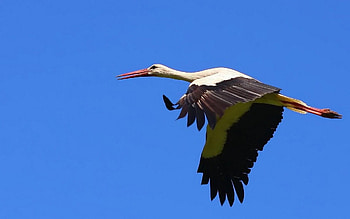 Explore stork , , mobile, and tablet, Wide range of options, Striking visuals HD wallpaper