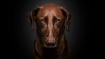 Brown Dog With Sad Look In Dark Background Dog HD wallpaper
