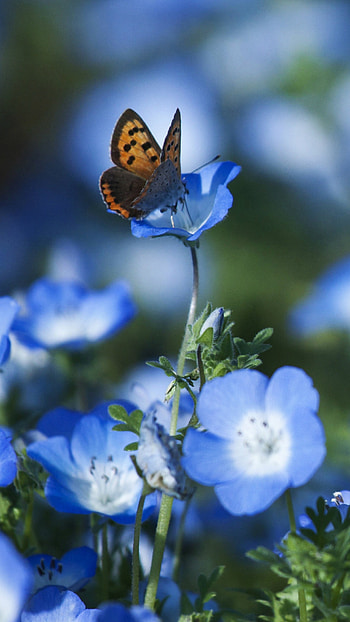 Blue Flowers, Cute, Butterfly HD phone wallpaper
