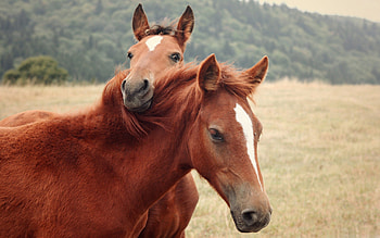 Animals, Nature, Grass, Horses, Couple, Pair HD wallpaper