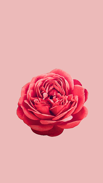 Rose, magenta, pastel, pink, pastel color, plano de fundo, flor, color pastel, rosa, flower HD phone wallpaper