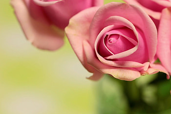 Roses, rose, pink, green, flower HD wallpaper