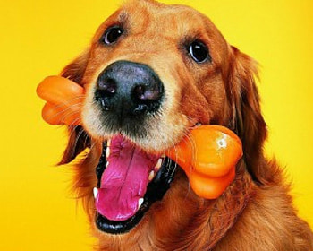 Your best friend, dog, toy bone, cute, animals HD wallpaper