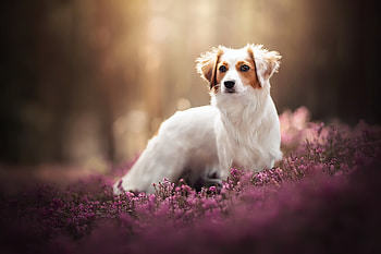 Kooikerhondje HD wallpaper