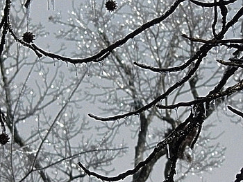 Winter Ice, winter, trees, nature, ice HD wallpaper