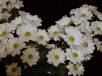 Plants, Flowers, Chrysanthemum HD wallpaper