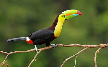 Majestic toucan, Exotic bird, Stunning HD wallpaper