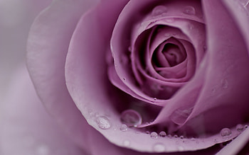 Plants, Flowers, Roses, Violet HD wallpaper