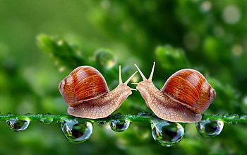 Snail HD wallpaper