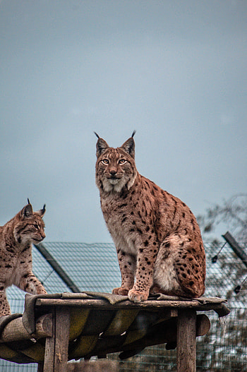 Animals, Iris, Big Cat, Animal HD phone wallpaper