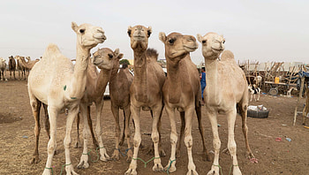 Fun facts, Camels HD wallpaper