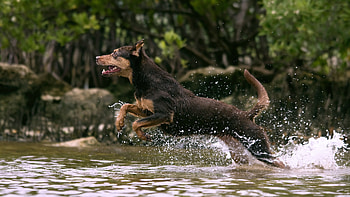 Animals, Water, Dog, Splash, Bounce, Jump, Hunting, Hunt, Run, Running HD wallpaper