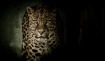 Animals, Dark, Leopard, Predator, Big Cat, Sight, Opinion HD wallpaper