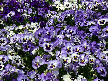 flowers, purple HD wallpaper