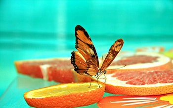 Summer taste, blue, summer, butterfly, fruit, slice, orange, water, insect HD wallpaper