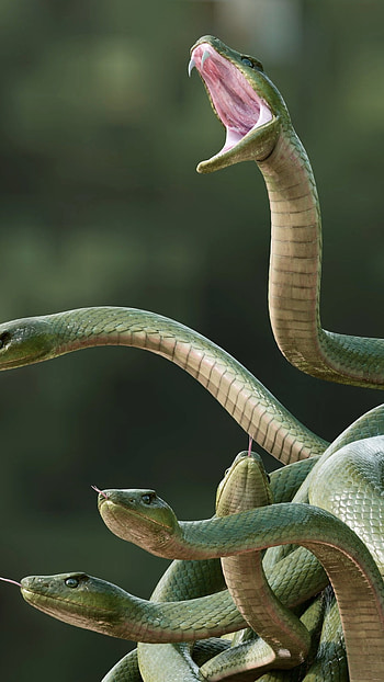 Snake, Serpientes, Serpientes Snake HD phone wallpaper